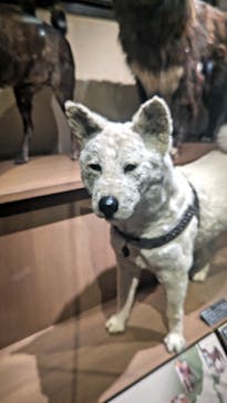 国立科学博物館に投稿された画像（2024/7/28）