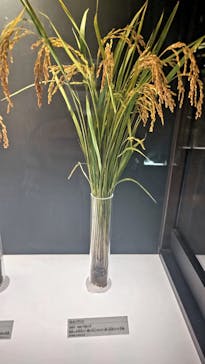 国立科学博物館に投稿された画像（2024/7/28）