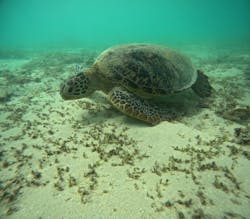 OCEANZ（オーシャンズ）に投稿された画像（2024/7/28）