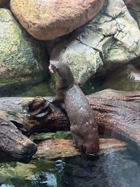 世界淡水魚園水族館　アクア・トトぎふに投稿された画像（2024/7/28）