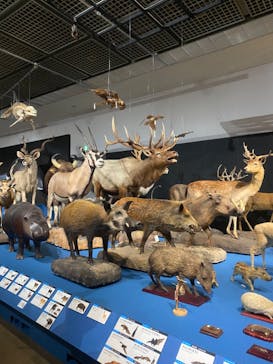 大哺乳類展に投稿された画像（2024/7/28）