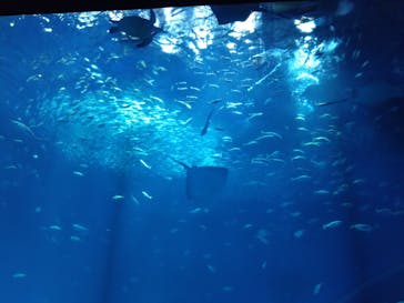 アクアワールド茨城県大洗水族館に投稿された画像（2024/7/28）