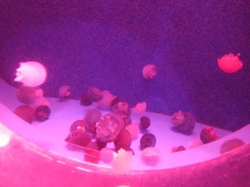 アクアワールド茨城県大洗水族館に投稿された画像（2024/7/28）