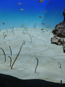 アクアワールド茨城県大洗水族館に投稿された画像（2024/7/28）