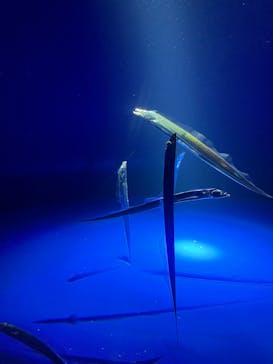 サンシャイン水族館に投稿された画像（2024/7/28）
