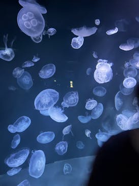 サンシャイン水族館に投稿された画像（2024/7/28）