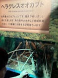 世界淡水魚園水族館　アクア・トトぎふに投稿された画像（2024/7/28）