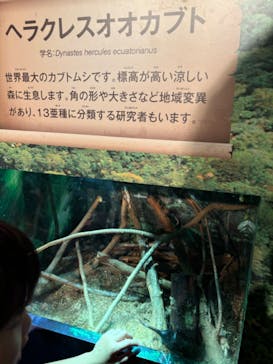 世界淡水魚園水族館　アクア・トトぎふに投稿された画像（2024/7/28）