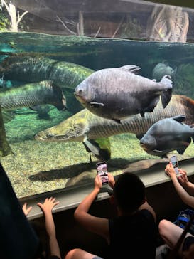 世界淡水魚園水族館　アクア・トトぎふに投稿された画像（2024/7/28）