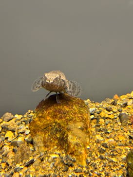 世界淡水魚園水族館　アクア・トトぎふに投稿された画像（2024/7/28）