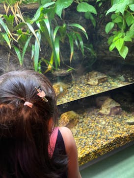 世界淡水魚園水族館　アクア・トトぎふに投稿された画像（2024/7/28）