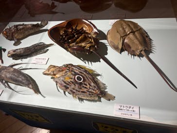 ギョギョッとサカナ★スター展　～お魚たちが教えてくれる海のこと～に投稿された画像（2024/7/28）