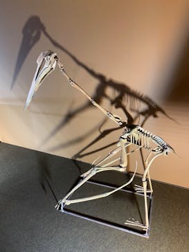 巨大恐竜展2024に投稿された画像（2024/7/28）