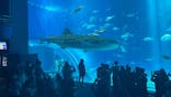 沖縄美ら海水族館に投稿された画像（2024/7/28）