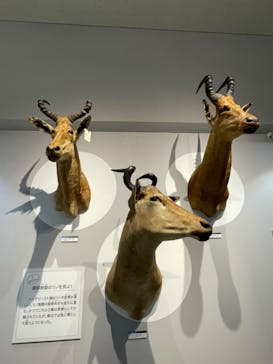 大哺乳類展に投稿された画像（2024/7/28）