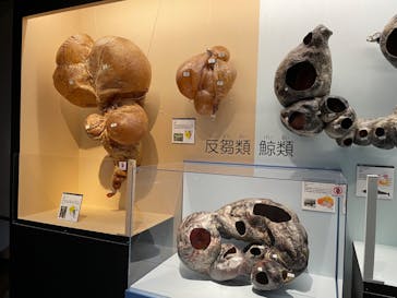 大哺乳類展に投稿された画像（2024/7/28）