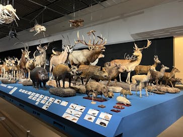 大哺乳類展に投稿された画像（2024/7/28）