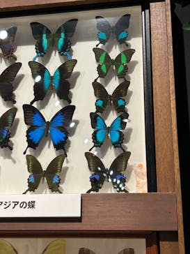 体感するファーブル昆虫展in横浜赤レンガ倉庫に投稿された画像（2024/7/28）