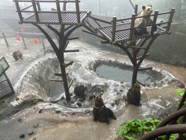 のぼりべつクマ牧場に投稿された画像（2024/7/28）