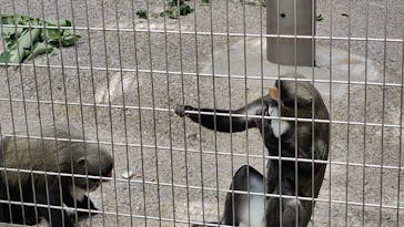 恩賜上野動物園に投稿された画像（2024/7/28）