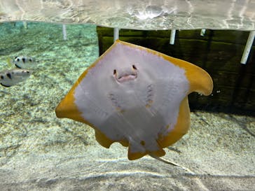 NIFREL（ニフレル）に投稿された画像（2024/7/28）