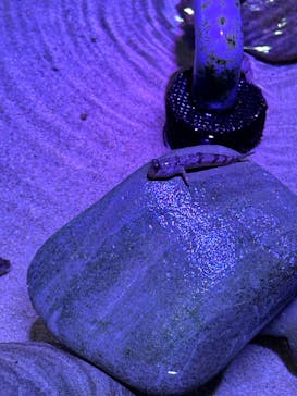 南知多ビーチランド＆南知多おもちゃ王国に投稿された画像（2024/7/28）