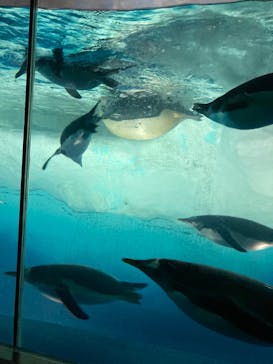名古屋港水族館に投稿された画像（2024/7/28）