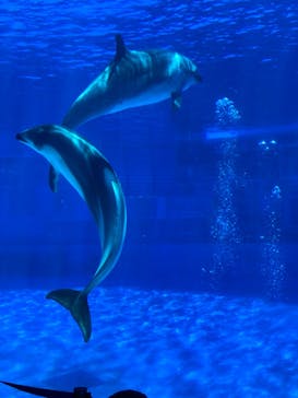 名古屋港水族館に投稿された画像（2024/7/28）