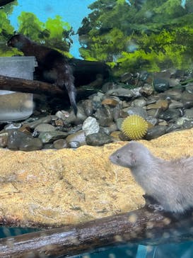 サケのふるさと 千歳水族館に投稿された画像（2024/7/28）