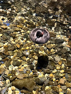 サケのふるさと 千歳水族館に投稿された画像（2024/7/28）