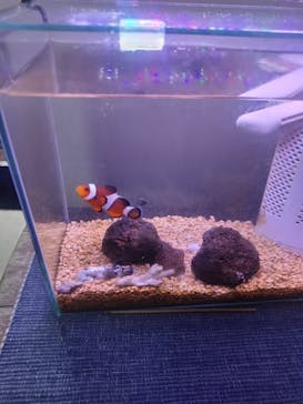 葉山ダイビングサービスに投稿された画像（2024/7/28）