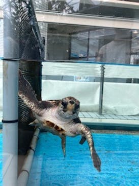 名古屋港水族館に投稿された画像（2024/7/28）