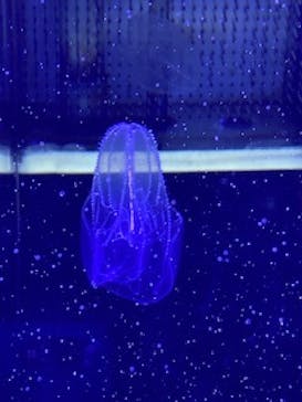 名古屋港水族館に投稿された画像（2024/7/28）