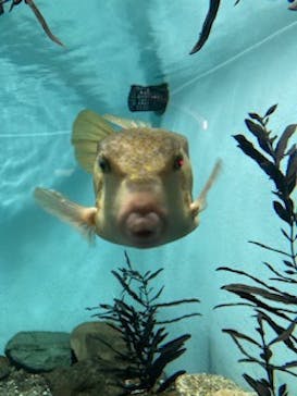 名古屋港水族館に投稿された画像（2024/7/28）