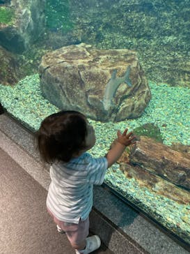 滋賀県立琵琶湖博物館に投稿された画像（2024/7/28）