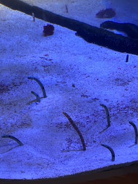 名古屋港水族館に投稿された画像（2024/7/28）