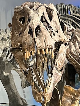 福井県立恐竜博物館に投稿された画像（2024/7/28）