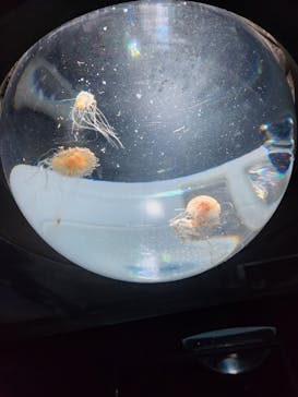 サンシャイン水族館に投稿された画像（2024/7/28）