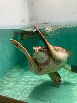 仙台うみの杜水族館に投稿された画像（2024/7/28）