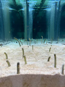 すみだ水族館に投稿された画像（2024/7/28）