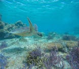 オースリーシュノーケル宮古島に投稿された画像（2024/7/28）