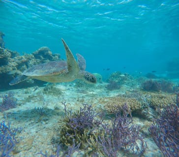 オースリーシュノーケル宮古島に投稿された画像（2024/7/28）