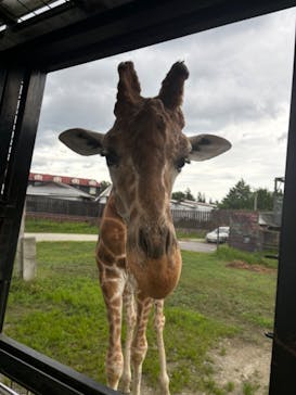 那須サファリパークに投稿された画像（2024/7/28）