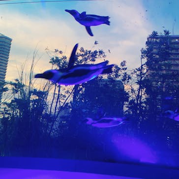 サンシャイン水族館に投稿された画像（2024/7/28）