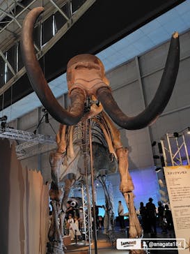 巨大恐竜展2024に投稿された画像（2024/7/28）