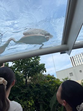 サンシャイン水族館に投稿された画像（2024/7/28）
