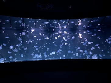 サンシャイン水族館に投稿された画像（2024/7/28）