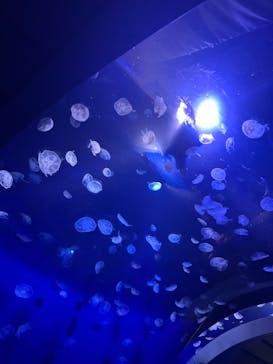 サンシャイン水族館に投稿された画像（2024/7/28）