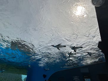 サンシャイン水族館に投稿された画像（2024/7/28）