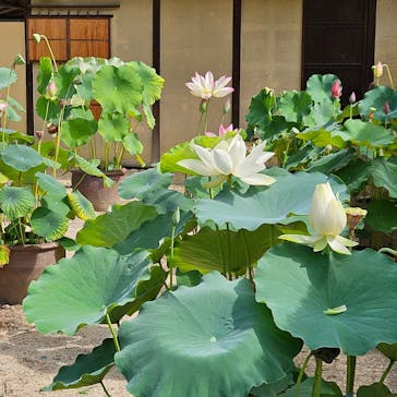 公益社団法人　奈良市観光協会に投稿された画像（2024/7/28）